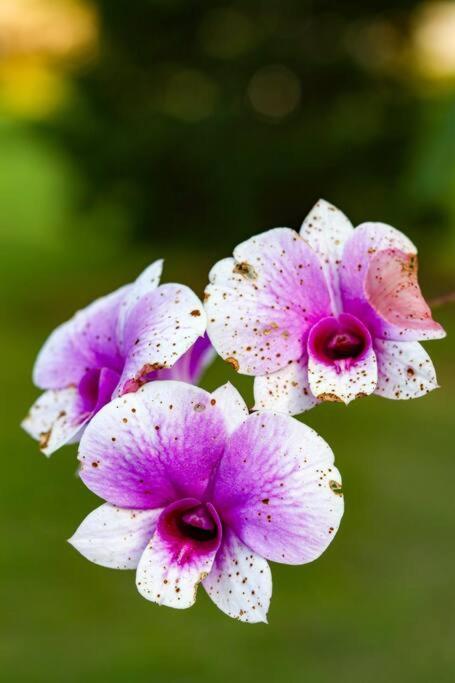 Recanto Dos Beija Flores, Chale Lantana C 南蒙蒂阿莱格里 外观 照片