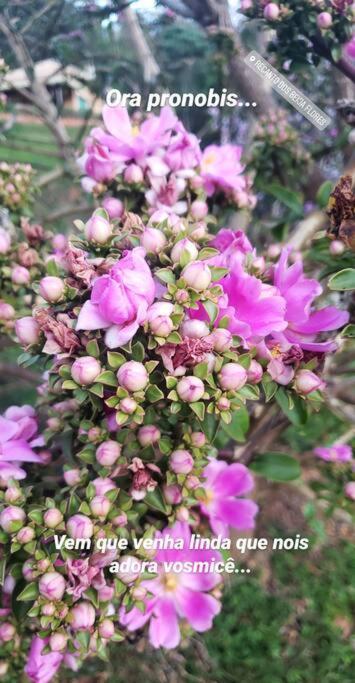Recanto Dos Beija Flores, Chale Lantana C 南蒙蒂阿莱格里 外观 照片
